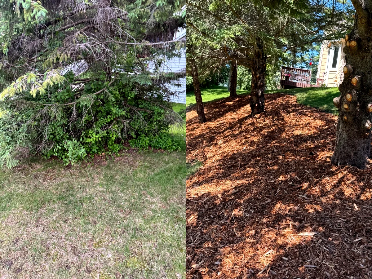 Tree trimming and mulch installation before and after for a polished residential landscape in St Paul Minnesota