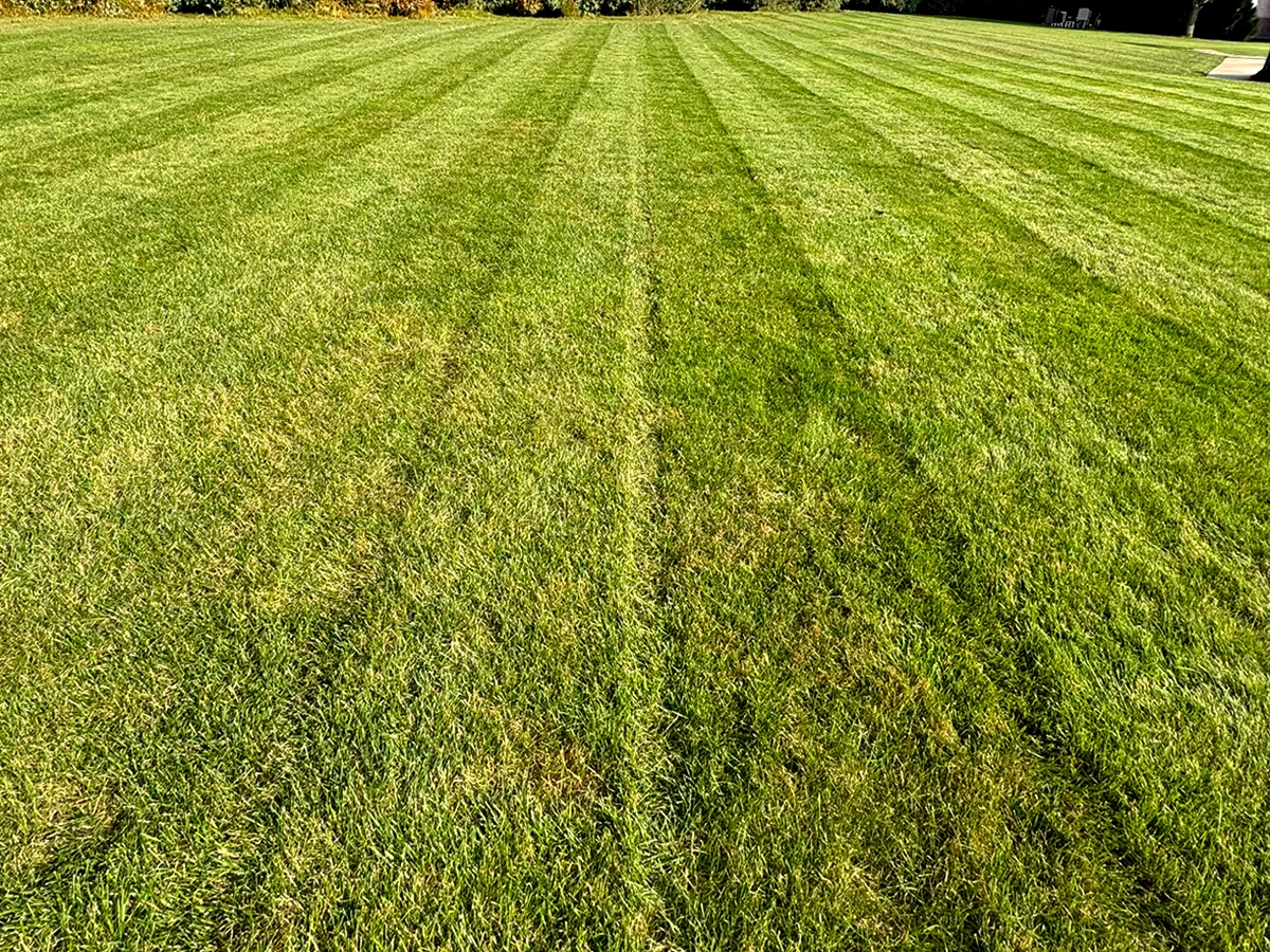 Clean residential lawn care and maintenance service in St Paul Minnesota